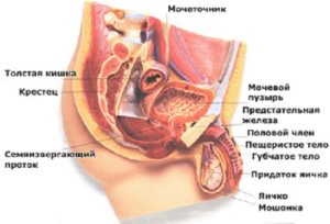 кровь из члена после полового акта,боли нет,уздечка цела,моча чистая