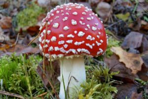 Agaricus muscarius (Красный мухомор)