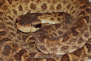 Bothrops lanciolatus - lachesis lanciolatus (Желтая гадюка)