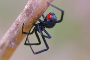 Latrodectus mactans (Ядовитый паук)