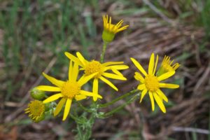 Senecio aureus (Крестовник золотистый)