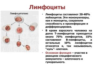 Анализ крови (широкоцитоплазменные лимфоциты))