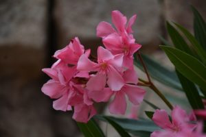 Oleander - nerium odorum (Олеандр)