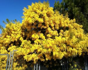 Robinia (Американская желтая акация)