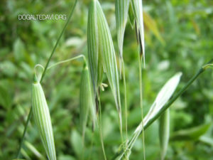 Avena sativa (Овес посевной)