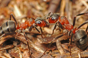 Formica rufa (myrmexine ) (Раздавленные живые муравьи)