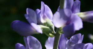 Baptisia (Баптизия красильная, индиго дикое)