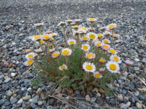 Erigeron - leptilon canadense (Мелколепестник канадский)