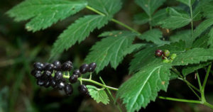 Actaea Spicata (Воронья ягода)