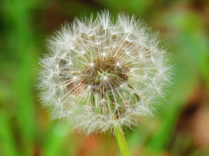 Taraxacum (Одуванчик)