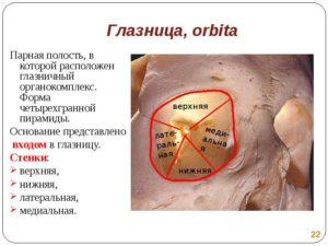 Глазница (Orbita) и ее содержимое