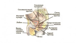 Куперова жидкость не выделяется.