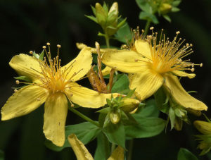 Hypericum perforatum (Зверобой продырявленный)