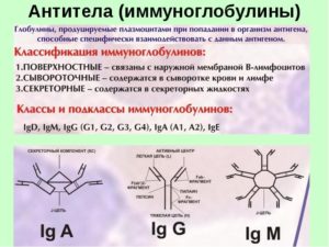 Антитела (иммуноглобулины)