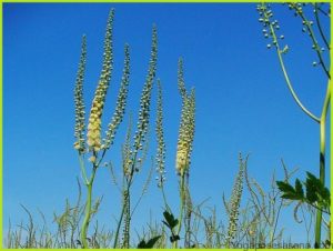 Cimicifuga racemosa (actea racemosa) (Черный змеиный корень) (продолжение...)