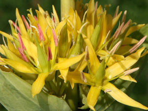 Gentiana lutea (Генциана желтая)