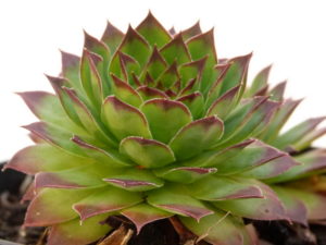 Sempervivum tectorum