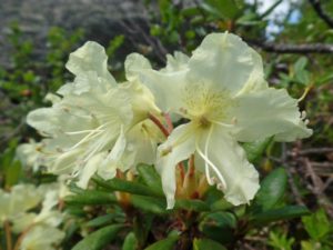 Rhododendron (Рододендрон золотистый)