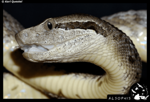 Bothrops lanciolatus - lachesis lanciolatus (Желтая гадюка)