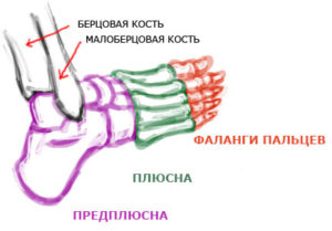 Головки плюсневых костей