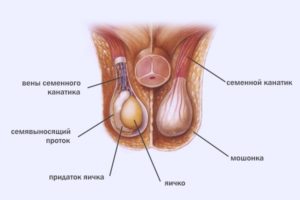 Полоса тёмногоцвета внизу члена и мошонки