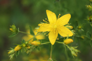 Hypericum perforatum (Зверобой продырявленный)