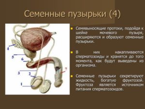 Увеличены семенные пузырьки