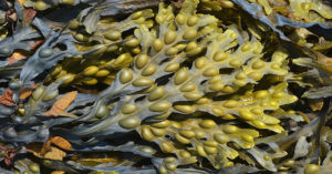 Fucus vesiculosus Фукус (морская водоросль, богатая йодом)