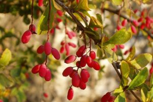 Berberis vulgaris (Барбарис обыкновенный)