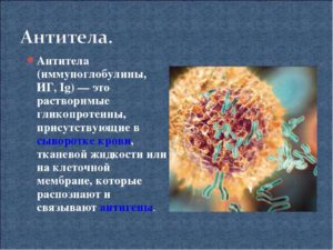 Антитела (иммуноглобулины)