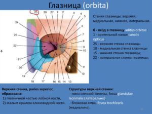 Глазница (Orbita) и ее содержимое