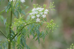 Conium maculatum (Болиголов) (продолжение...)