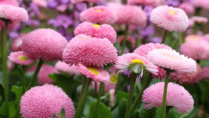 Bellis Perennis (Маргаритка)