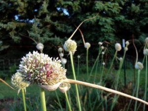 Allium sativum (Чеснок)