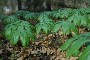 Podophyllum (Ноголистник щитовидный)