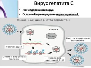 Общее представление о гепатите С