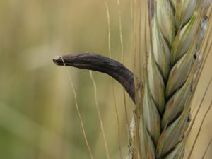 Secale cornutum - claviceps purpurea (Спорынья)