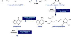 S-аденозилметионин (SAM-e) – общее представление