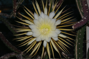 Cactus grandiflorus - selenicereus spinulosus (Цереус крупноцветковый (царица ночи)