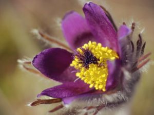 Pulsatilla (Прострел луговой)