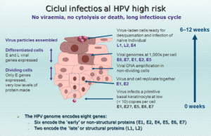 hpv-high risk