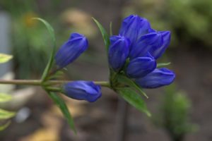 Растение синий зверобой сканворд
