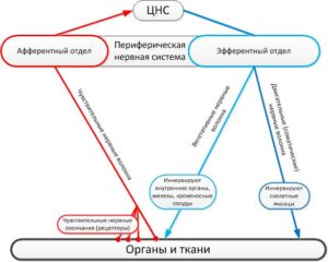 Препараты, действующие в области периферических нервных окончаний