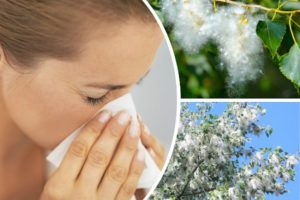 Аллергия на тополиный пух