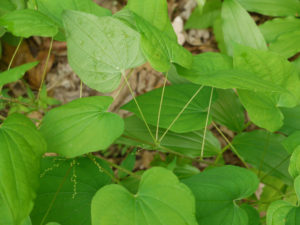 Dioscorea villosa (Дикий ямс)
