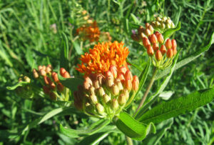 Asclepias tuberosa (Ваточник клубненосный)