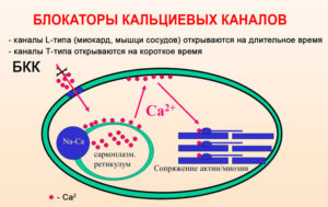 Гипертония: Лечение блокаторами кальциевых каналов