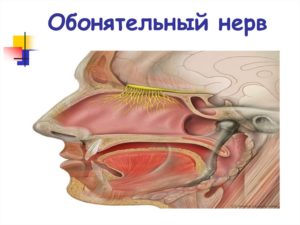 Невропатия обонятельного нерва