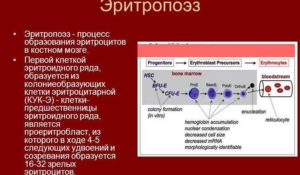 Эритропоэтин понижен, а эротроциты повышены, влияние гломерулонефрита ?