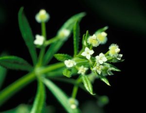 Galium aparine (Гусиная трава, подмаренник цепкий)